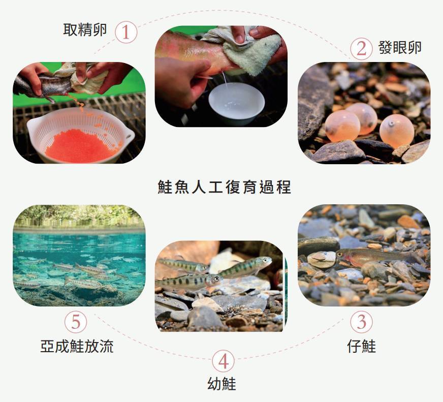 鮭魚人工復育過程